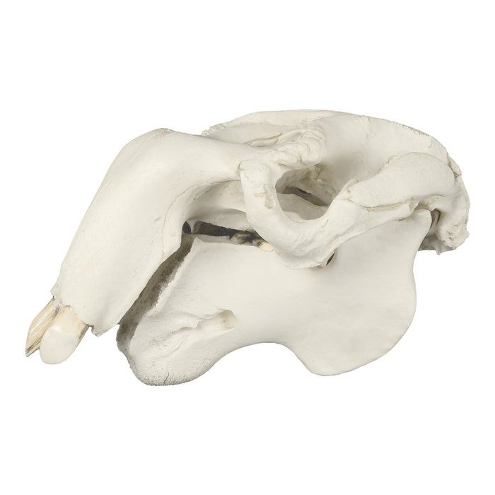 Replica Dugong Adult Skull