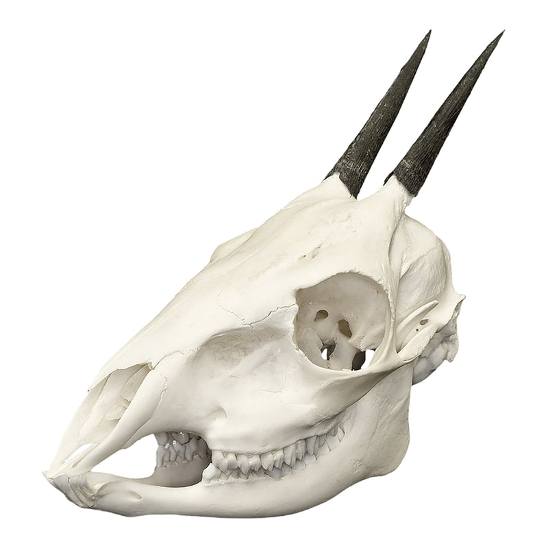 Replica Common Duiker Skull