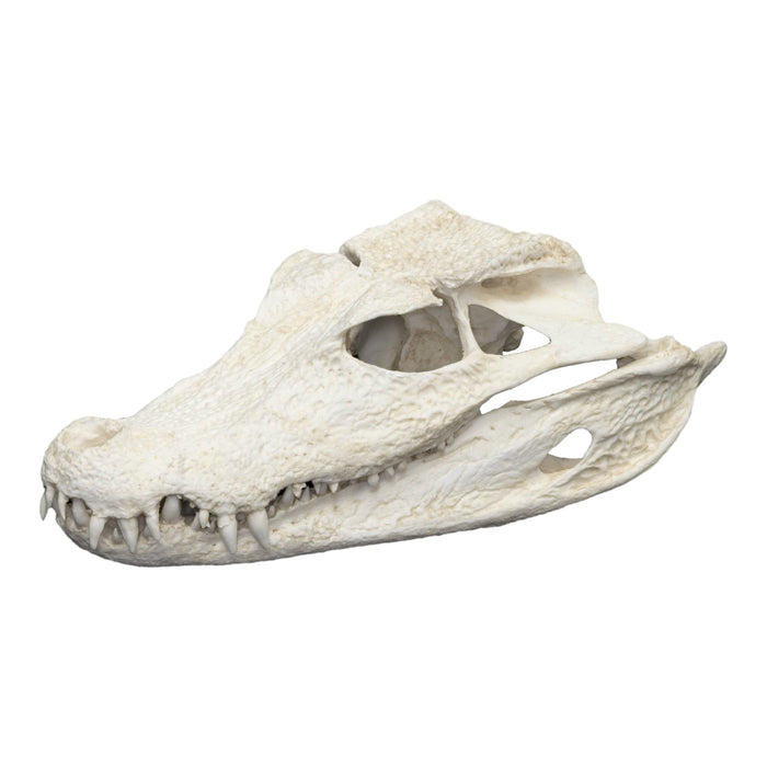 Replica Dwarf Caiman Skull