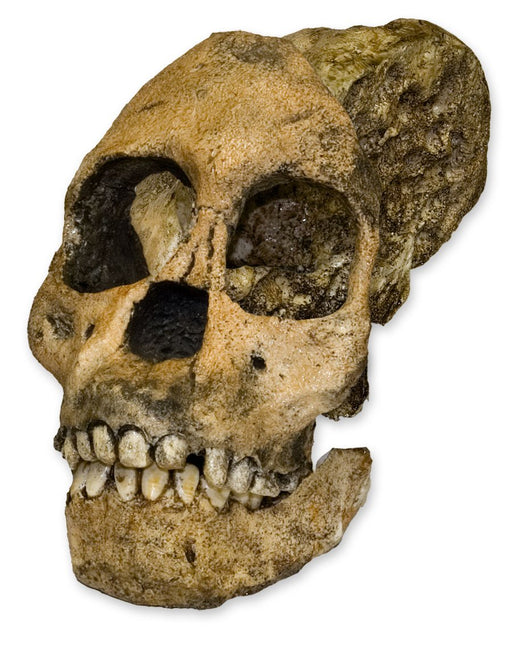 Replica Taung Child Skull - 3 Pieces