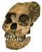 Replica Taung Child Skull (3 Pieces)