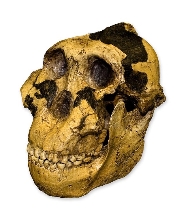 Replica Zinjanthropus OH-5 Skull
