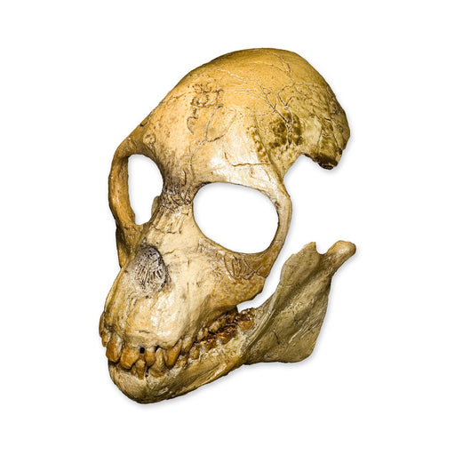 Replica Proconsul Skull