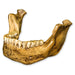 Replica Mauer Jaw