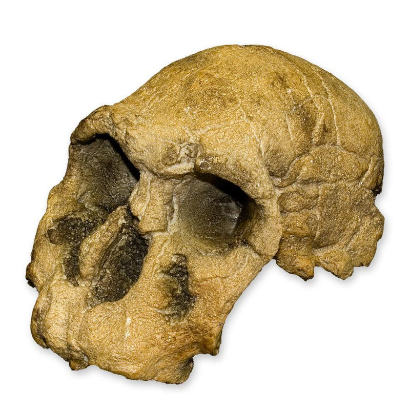 Replica KNM ER 1470 Skull