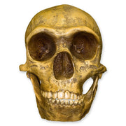 Replica Forbes Quarry Skull