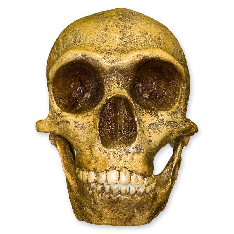 Replica Forbes Quarry Skull