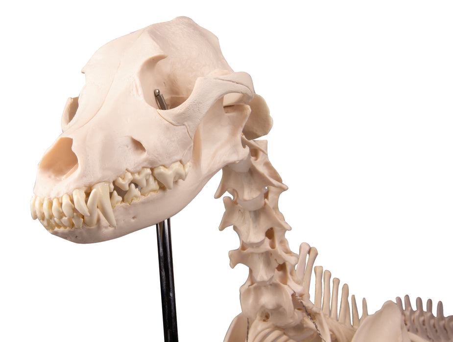 Replica Dog Skeleton "Olaf"