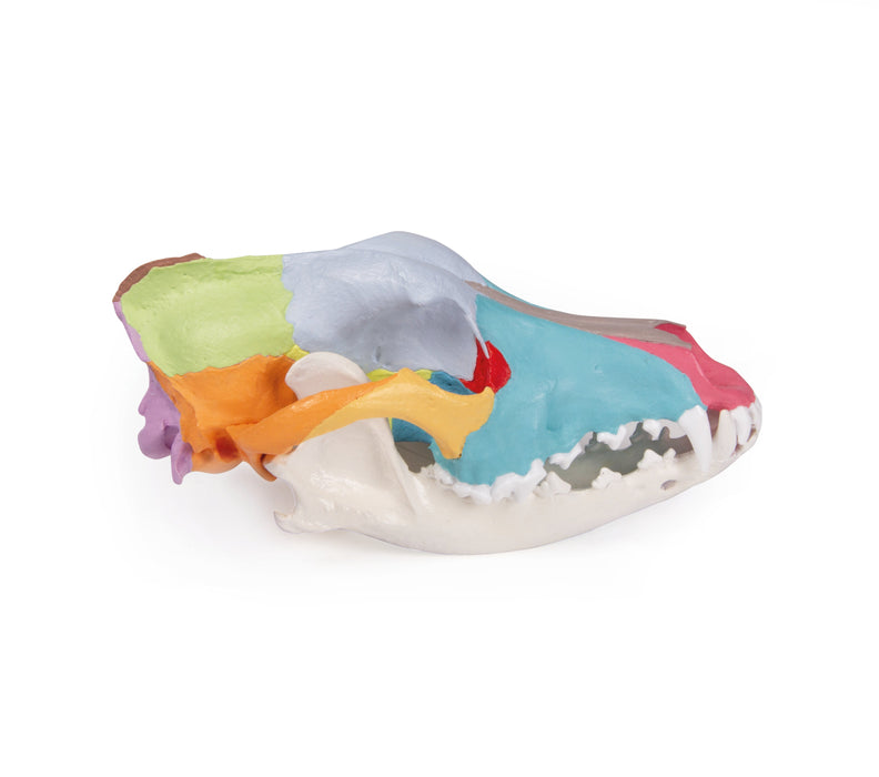 Replica Dog Skull With Didactic Painting