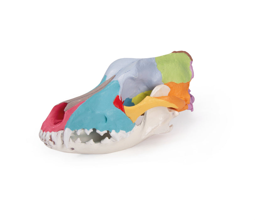 Replica Dog Skull With Didactic Painting