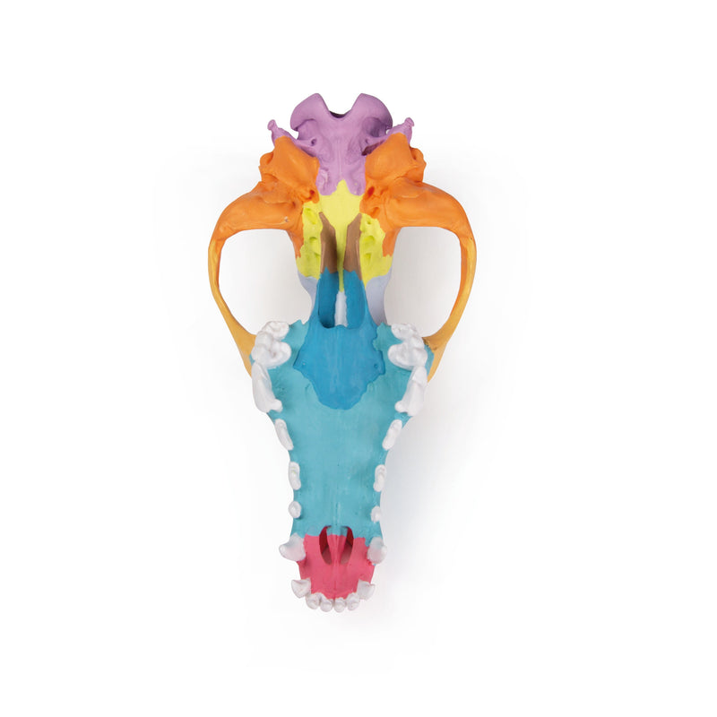 Replica Dog Skull With Didactic Painting