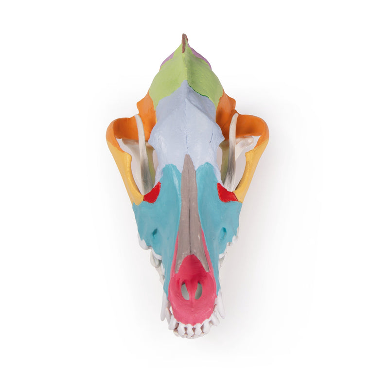 Replica Dog Skull With Didactic Painting