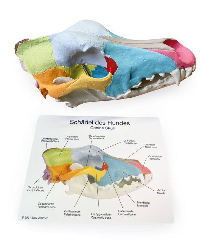 Replica Dog Skull With Didactic Painting