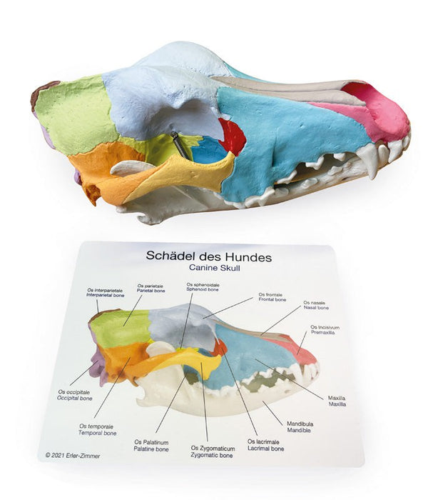 Replica Dog Skull With Didactic Painting