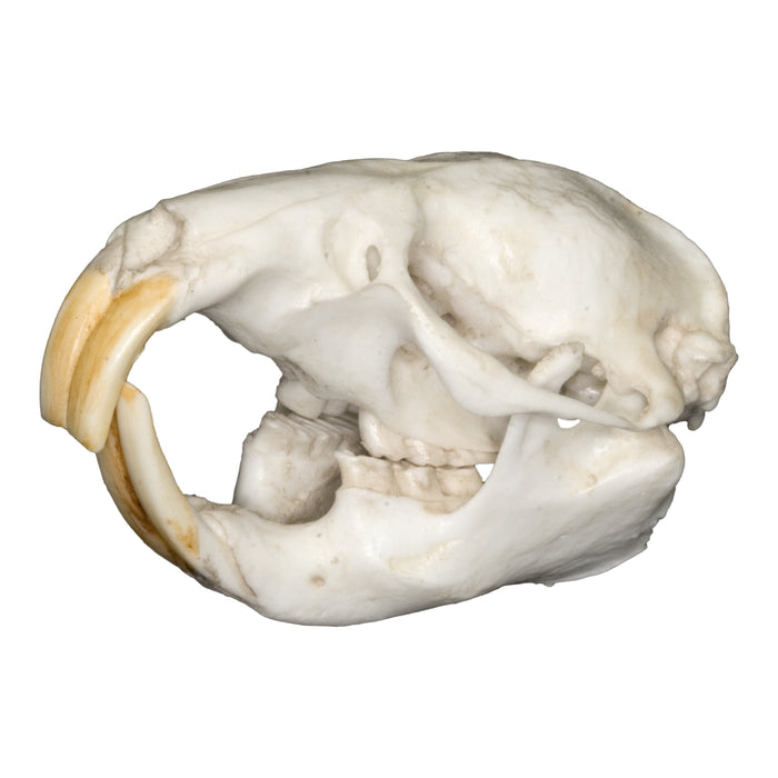 Replica East African Mole Rat Skull
