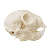 Replica Aye-aye Skull