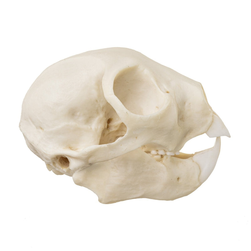 Replica Aye-aye Skull