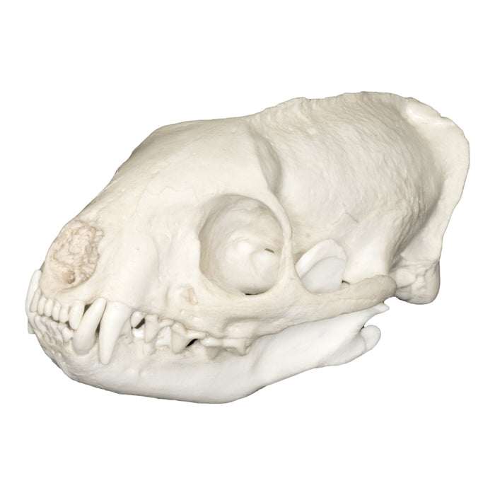 Replica Egyptian Mongoose Skull