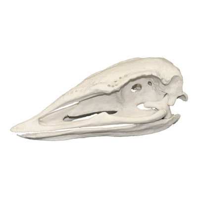 Replica Elephant Bird Skull