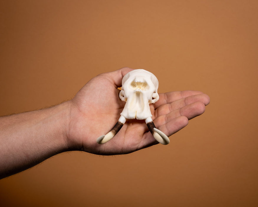 SKULLIES Miniature Elephant Skull For Sale — Skulls Unlimited