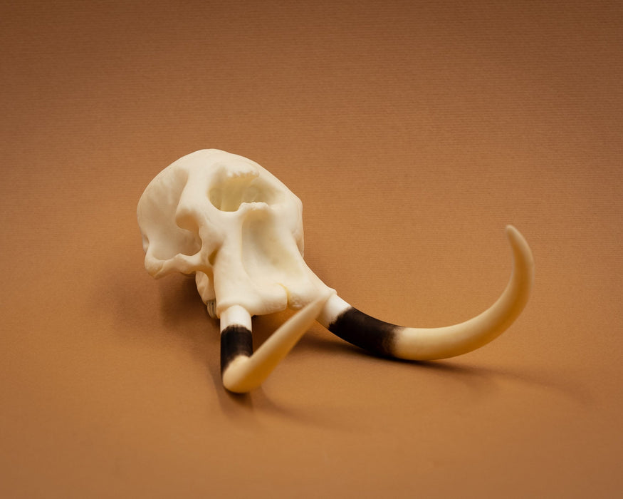 SKULLIES Miniature Elephant Skull For Sale — Skulls Unlimited