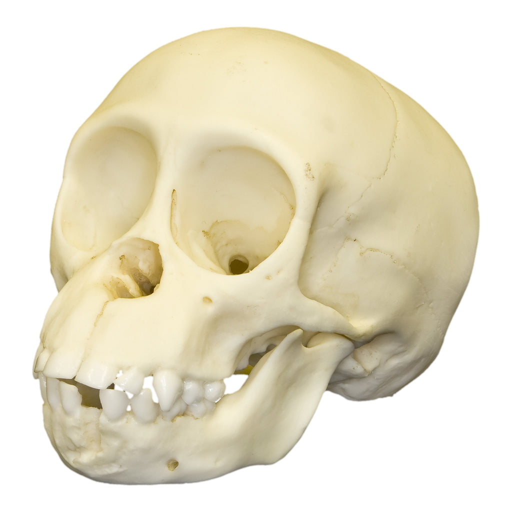 Replica Chimpanzee Infant Skull For Sale — Skulls Unlimited
