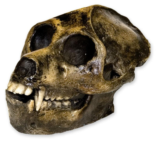 Replica Aegyptopithecus Skull