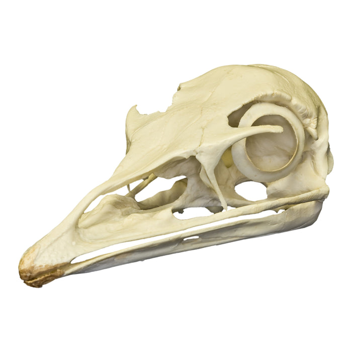 Replica Emu Skull