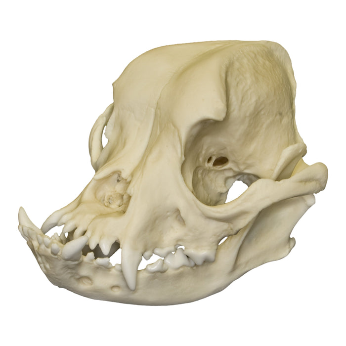 Replica English Bulldog Skull - Male