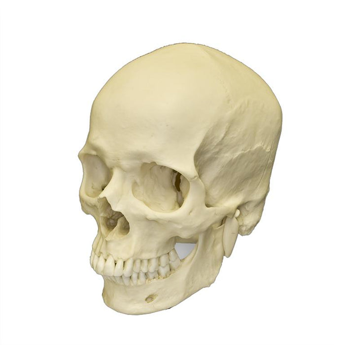 Replica Human Skull - European Male — Skulls Unlimited