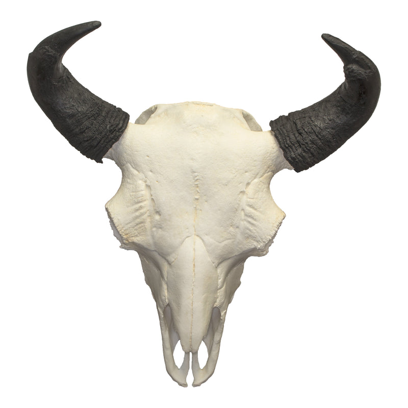 Replica Extra Large Buffalo Skull