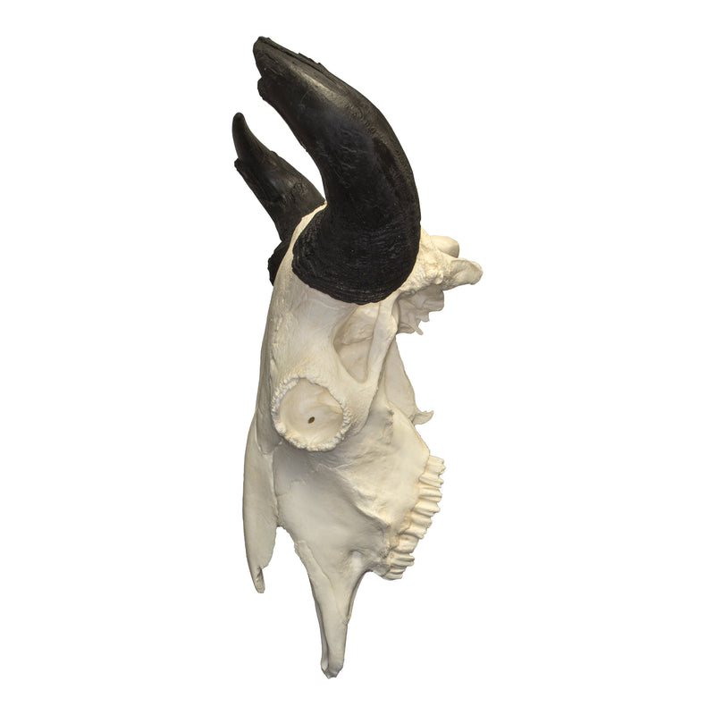 Replica Extra Large Buffalo Skull