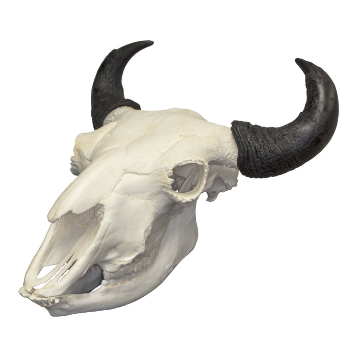 Replica Extra Large Buffalo Skull