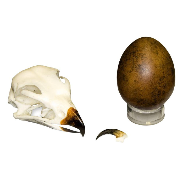 Replica Peregrine Falcon Set (Skull, Talon, Egg)