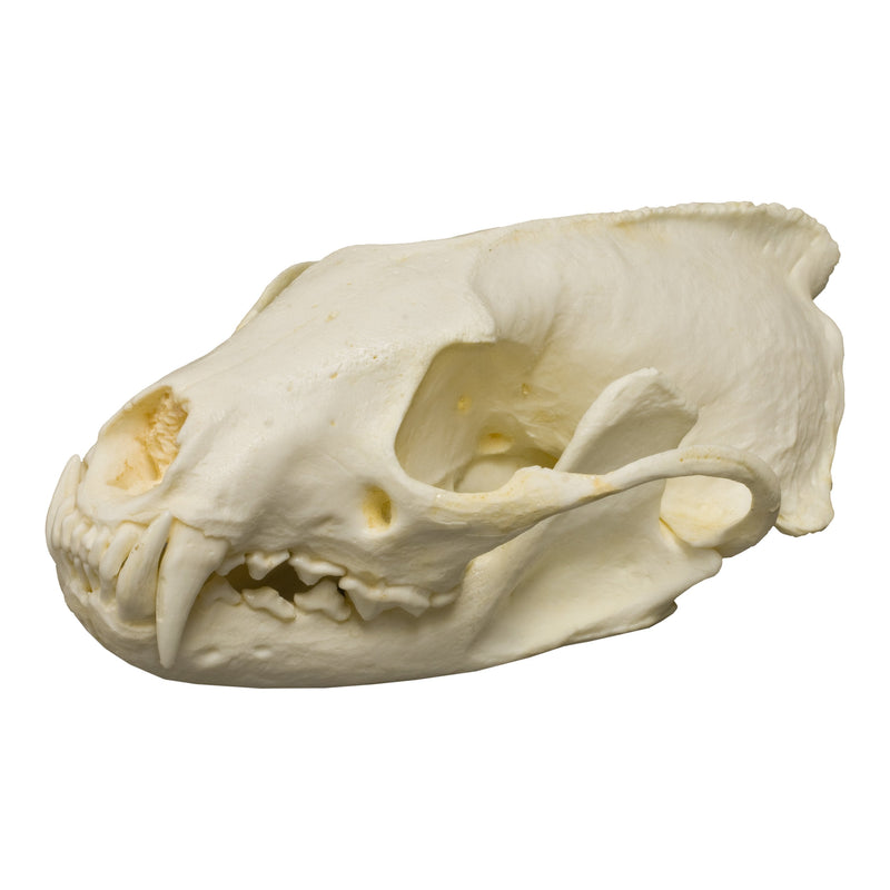 Replica Fisher Skull - Male