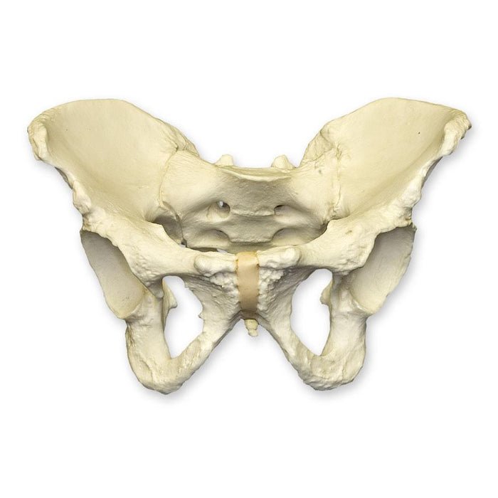 Replica Human Male Asian Pelvis (Articulated)