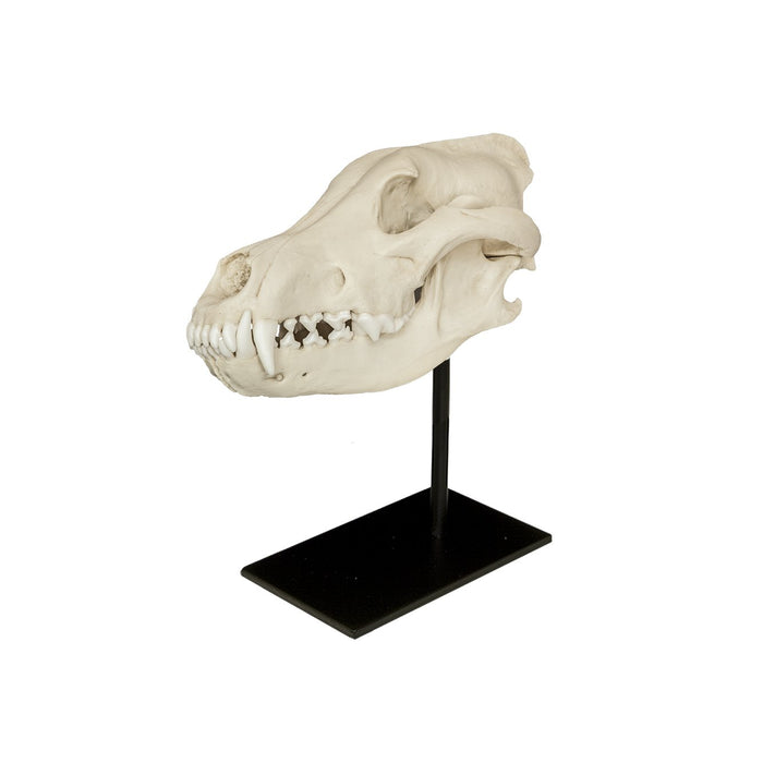 Replica Gray Wolf Skull