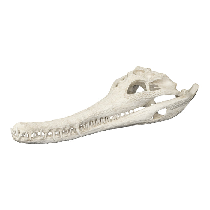 Replica False Gavial Skull