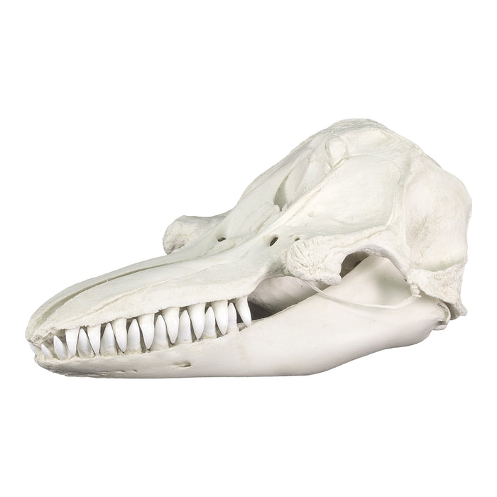 Replica False Killer Whale Skull