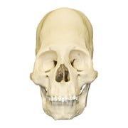 Replica Human Peruvian Female Skull with Cranial Binding