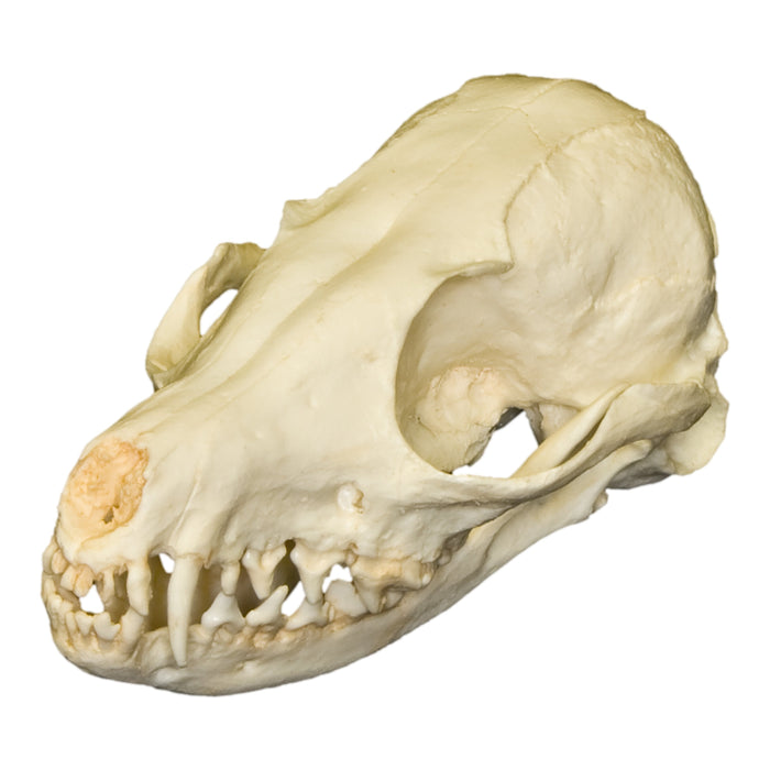 Replica Fennec Fox Skull
