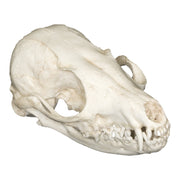 Replica Fennec Fox Skull