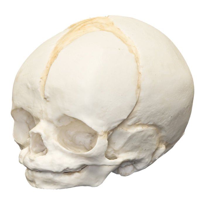 Replica Human Fetal Skull - 32 Weeks