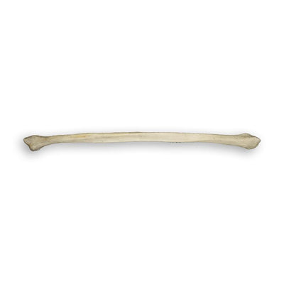 Real Human Fibula