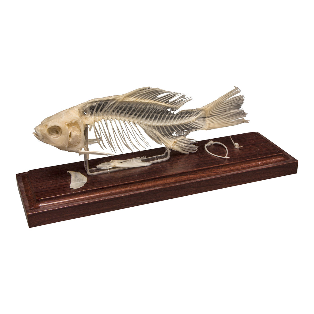 Real Fish Skeleton
