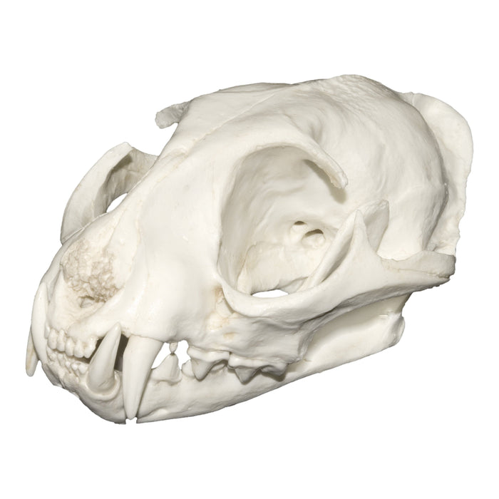Replica Fishing Cat Skull
