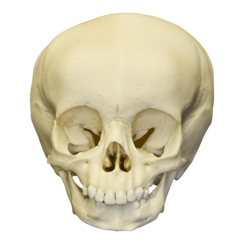 Replica 15-month-old Human Child Skull