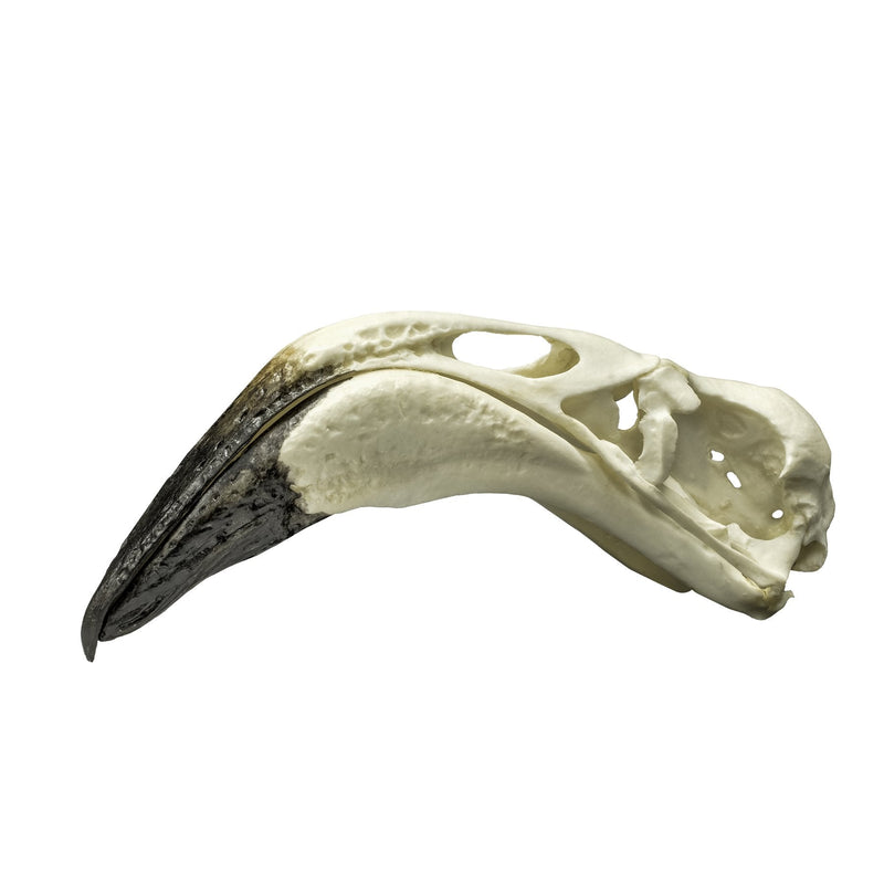 Replica Greater Flamingo Skull