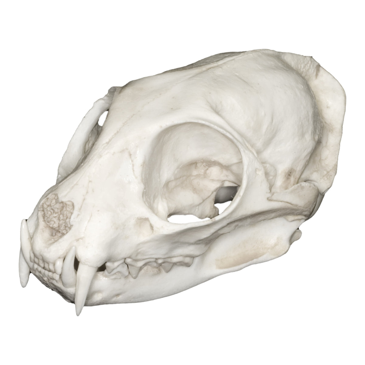 Replica Flat-headed Cat Skull For Sale — Skulls Unlimited
