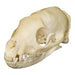 Real Flat-headed Kusimanse Skull